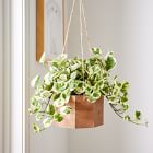 Live Mini Pothos Plant w/ Hanging Planter