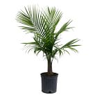 Live Majesty Palm Plant w/ Grow Pot