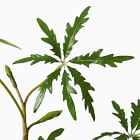 Faux Potted Brachychyton Rupestris Tree