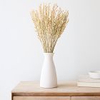 Dried Natural Avena Stems