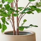 Faux Potted Ficus Tree &amp; Helena Planter Bundle