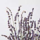 Dried Lavender Stem Bunch