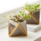 Live Assorted Succulents - Set of 10