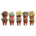 Live Assorted Succulents - Set of 10
