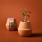 Modern Sprout Modern Terracotta Grow Kit
