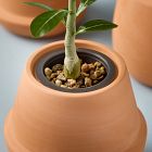 Modern Sprout Modern Terracotta Grow Kit