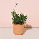 Modern Sprout Tiny Terracotta Grow Kits - Flowers