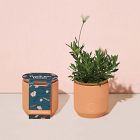 Modern Sprout Tiny Terracotta Grow Kits - Flowers