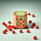 Modern Sprout Tiny Terracotta Grow Kit - Fruit