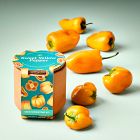 Modern Sprout Tiny Terracotta Grow Kit - Fruit