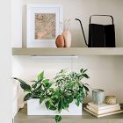 Modern Sprout Stainless Steel Watering Can