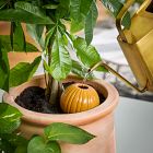 Modern Sprout Watering Bulb