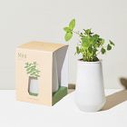 Modern Sprout Tapered Tumbler Grow Pot
