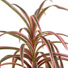 Faux Pink Dracaena Marginata Plant (2')