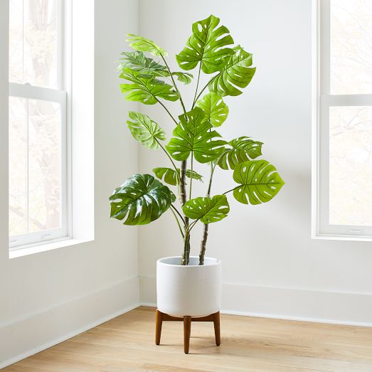 Potted Monstera 5' Plant & Turned Wood Planter, Wide, White, West Elm