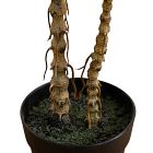 Faux Pink Dracaena Marginata Plant (2')