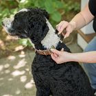 Steele Canvas Dog Collar