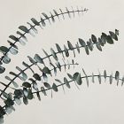 Dried Eucalyptus Bundle - Green