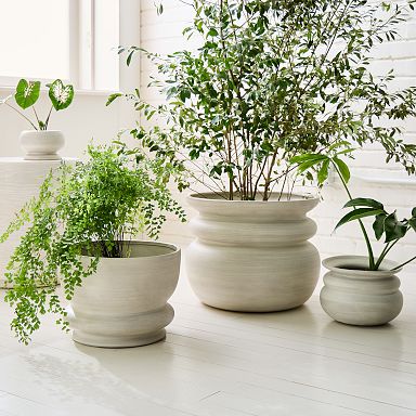 buy zz raven plant Black Raven Zz – Botanical Dwellings main image 0
