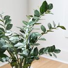 Faux Potted ZZ Plant
