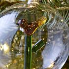 Glass Orb Cardinal Ornament