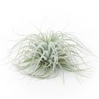 Live Tillandsia Tectorum Air Plant