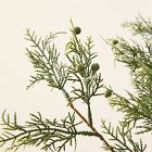 Pre-Lit Faux Potted Juniper Tabletop Tree