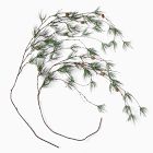 Faux Droopy Pine Branch