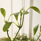 Faux Mistletoe Stem