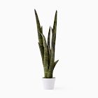 Faux Potted Snake Plant
