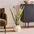 Faux Potted Snake Plant