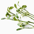 Faux Mistletoe Stem