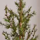 Faux Potted Alpine Tree w/ Pine Cones