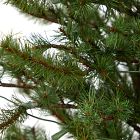 Pre-Lit Faux Potted Vancouver Mountain Pine Tree