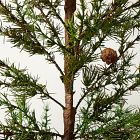 Faux Potted Alpine Tree w/ Pine Cones