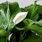 Live Peace Lily Plant