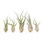 Live Tillandsia Caput Medusae Air Plants (Set of 5)