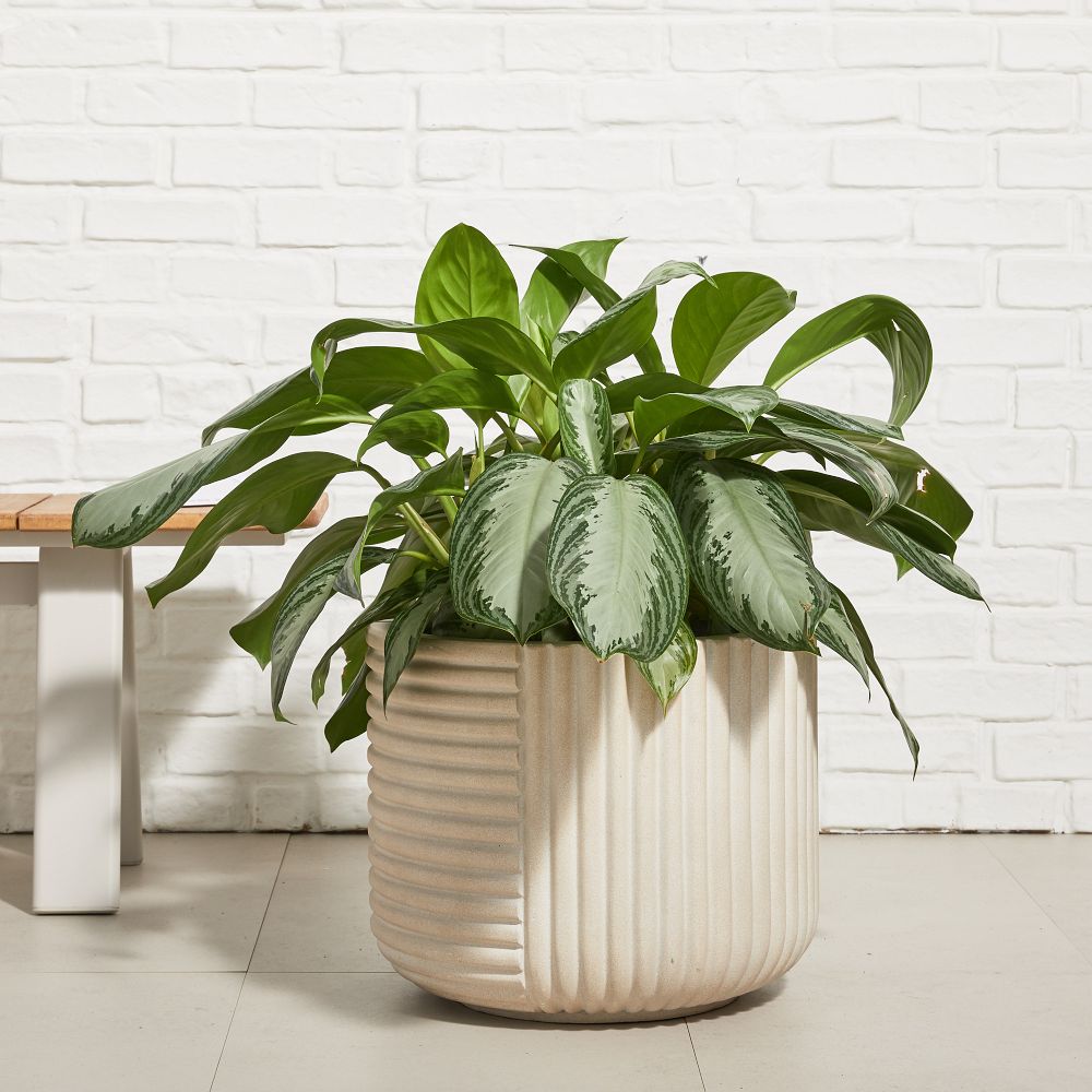Cecilia Ficonstone Indoor/Outdoor Planters - Medium, 18.1"D x 14.9"H, White