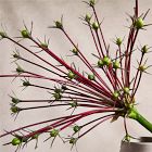 Faux Firework Allium Stem