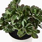 Faux Potted Jade Plant