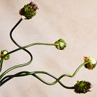 Faux Snake Ball Allium Stem