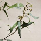 Faux Branchy Eucalyptus Branches (Set of 3)