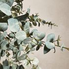 Faux Potted Eucalyptus Tree