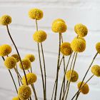 Dried Craspedia Stems (Set of 10)