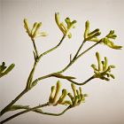 Faux Kangaroo Paw Stem