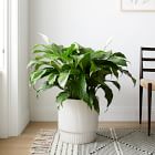 Live Peace Lily Plant