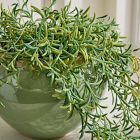 Faux Potted Drippy Plant