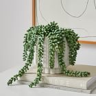 Faux Potted Donkey Tail Plant