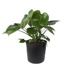 Live Monstera Plant w/ Grow Pot