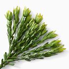 Faux Leucadendron Bundle